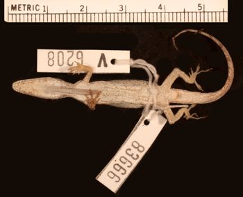 Media type: image;   Herpetology R-83666